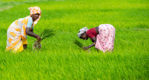 Thanjavour, India - February 13: An Unidentified The Indian Rural Women Planting Rice Sprouts And Ma