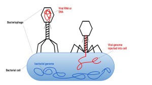science_phage-therapy